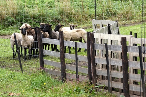 Sheepdog show BOYA FARM/シープドッグショー　ボーヤファーム