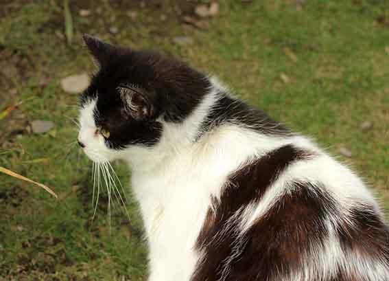 我が家のニャンコ♪2016/4/11-2