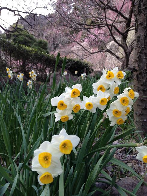 近くの水仙と遠くの梅
