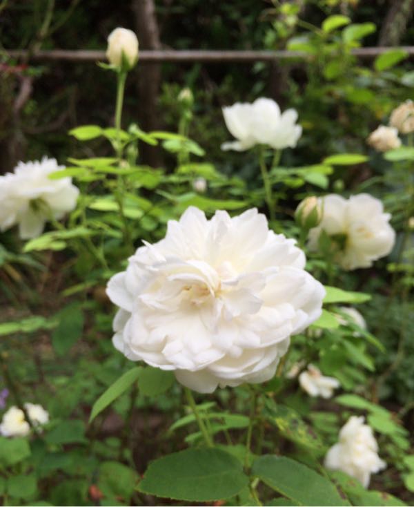 rblog-20170804114130-04.jpg
