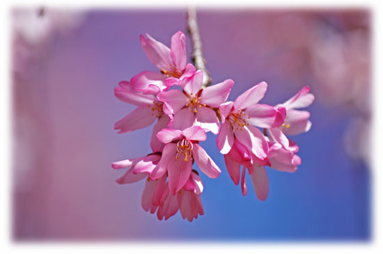 枝垂れ桜２