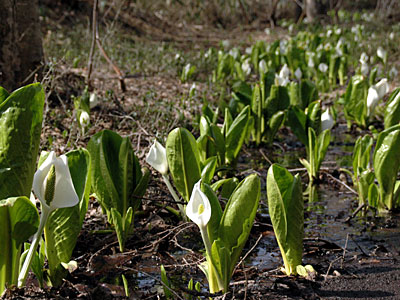 函館　道南四季の森公園　水芭蕉　2012年4月