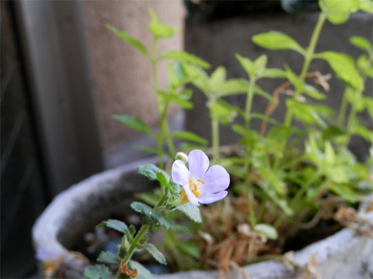 flower2013111601.jpg