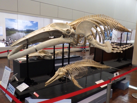 大阪市立自然史博物館2017年7月中旬11　ザトウクジラ（Megaptera novaeangliae）の骨格標本