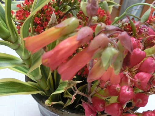 沖縄の多肉の花