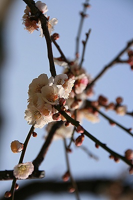 IMG_6845sharp.jpg