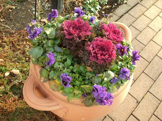 ハボタンの寄せ植え.JPG