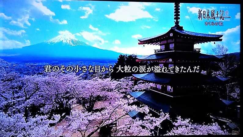 新日本風土記スペシャル さくらの歌 観ました 追記あり 可愛いに間に合わない