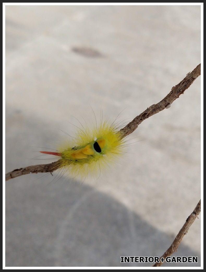 黄色い毛虫 Interior Garden 楽天ブログ