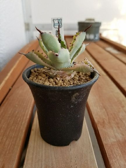 Flowershop BYRE | Special Euphorbia なかなか頻繁には入荷