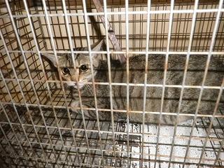 Ｕ捕獲702.JPG