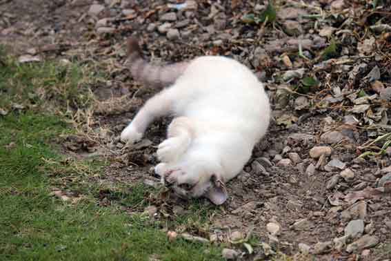 我が家のニャンコ♪2013/8/28-2