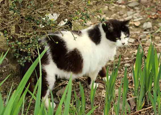 我が家のニャンコ♪2016/4/15-2