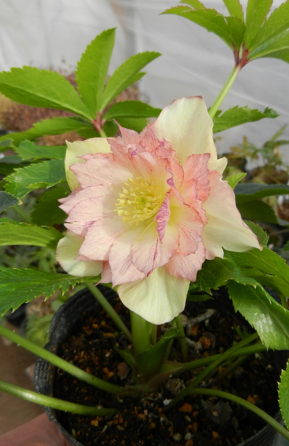 DSCN1050.JPG
