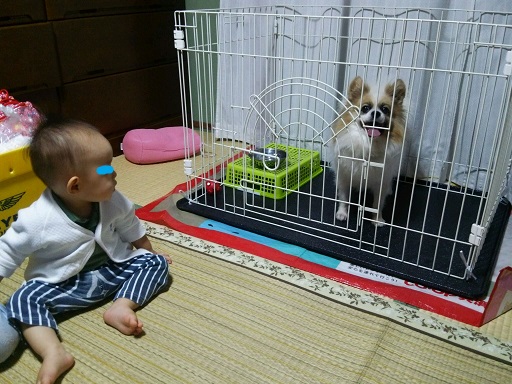 実家の愛犬レオ君と息子