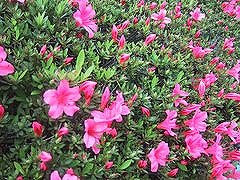 さつき
