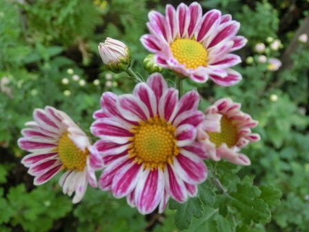菊