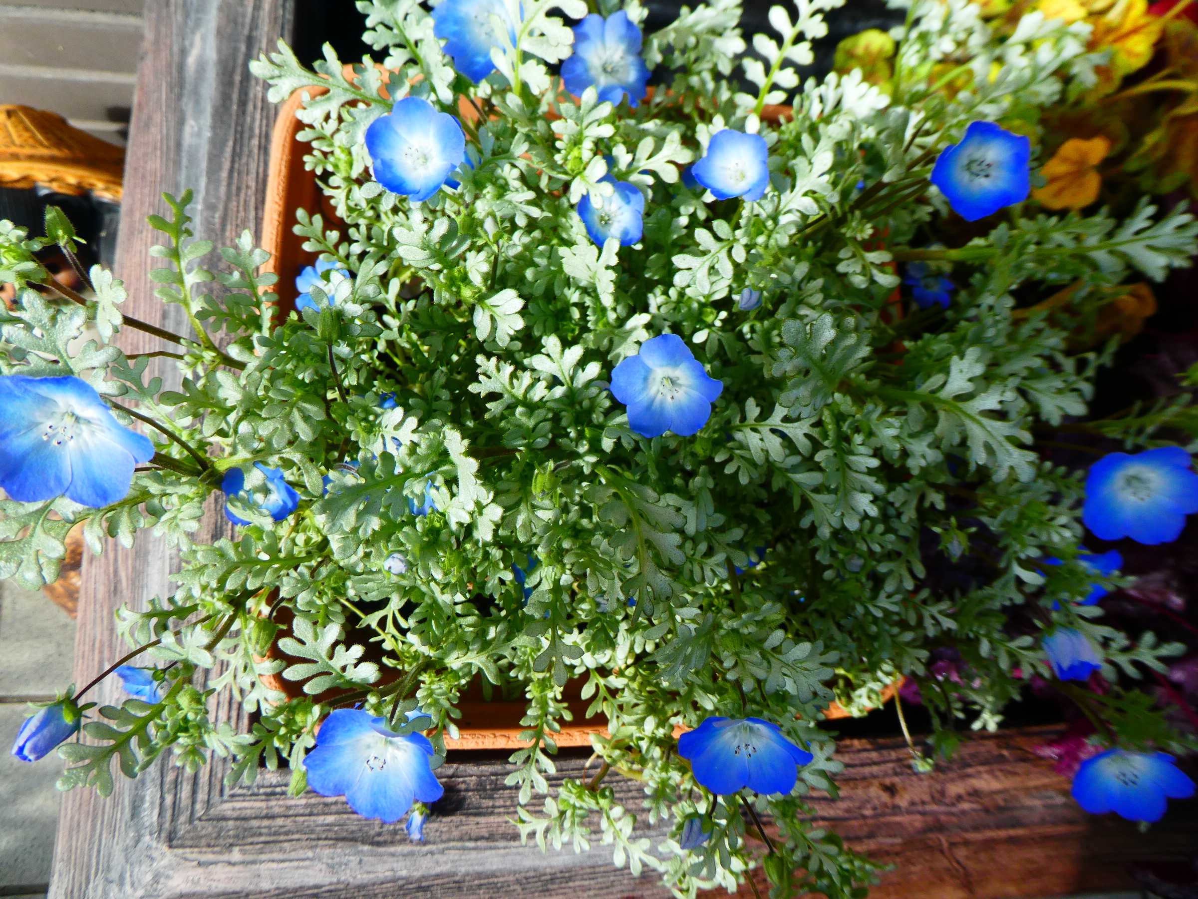 4ページ目の 園芸 春 わかくさ日記 楽天ブログ