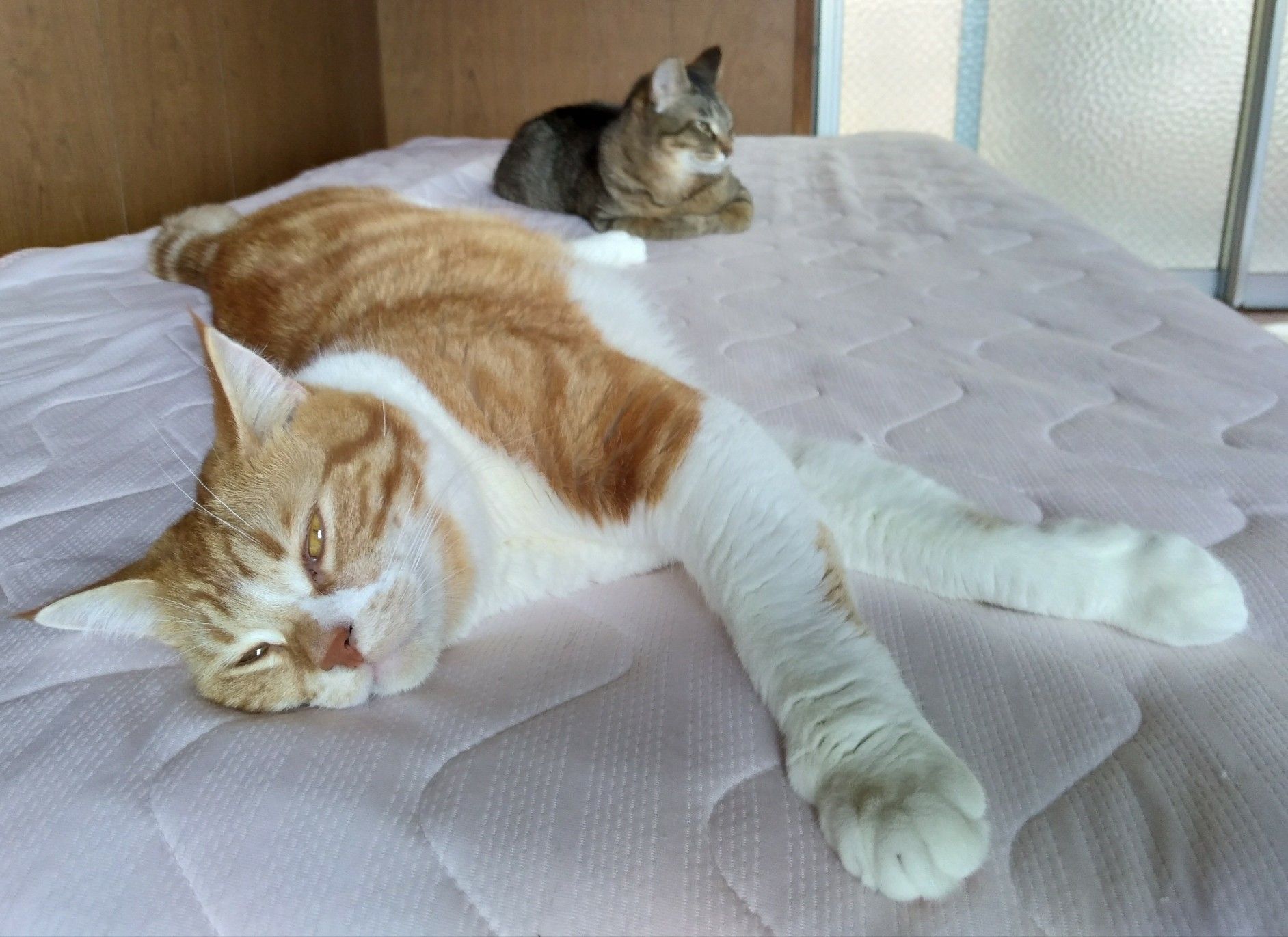 ブルドーザーみたい 猫がいると頑張る 楽天ブログ