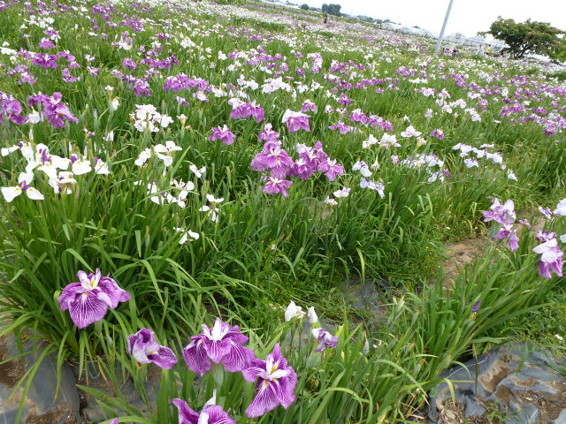 584 花菖蒲