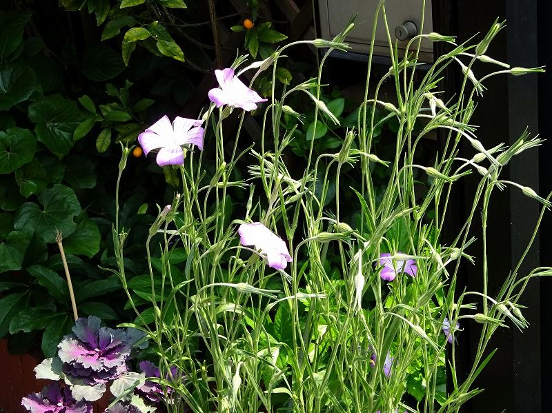 4月18日 今日の一花 アグロステンマ Gazengamaのブログ 散歩中に出合った花と趣味の陶芸作品 楽天ブログ