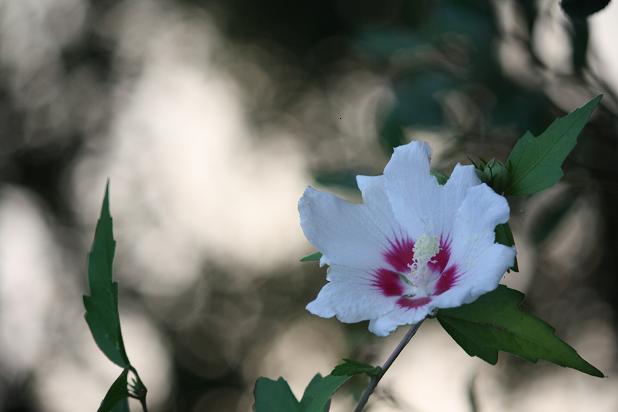 コピー ~ IMG_9672.JPG