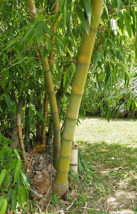 竹バンブー d6fa0242c39f4d57740e68ae8986da