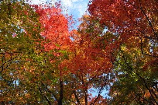 寺家公園