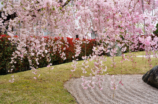 桜３