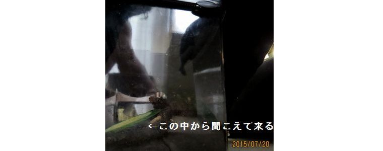 ７／２０スズちゃんの鳴く飼育箱.jpg