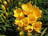 １月１８日の誕生花 フリージア 黄 の花言葉 期待 無邪気 でキュートな黄色いフリージアの花 弥生おばさんのガーデニングノート 花と緑の365日 楽天ブログ