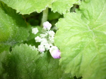 P1060579.JPG