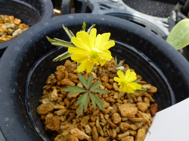 470 一輪草、黄花八重咲き