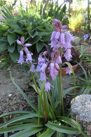 ツリガネスイセン