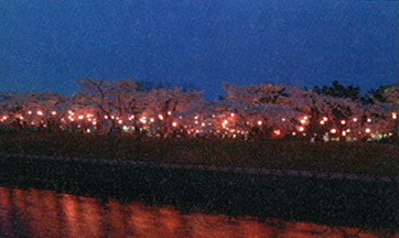 公園夜桜.JPG