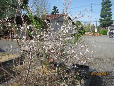 苗畑の富士桜