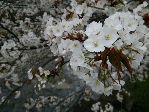 1桜500１.jpg