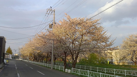 札幌家裏の桜2.jpg