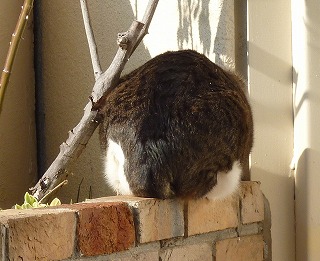 P1270075-ass.jpg