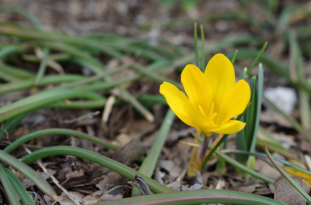 s_IMGP4123.JPG