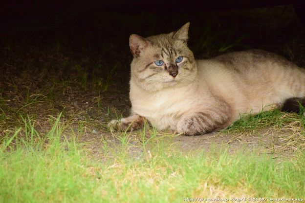 急遽変更 猫のお話 その2 | 今日の予定 - 楽天ブログ
