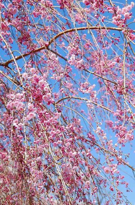 田村神社のしだれ桜