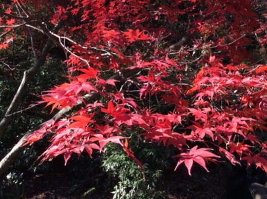 三渓園の紅葉