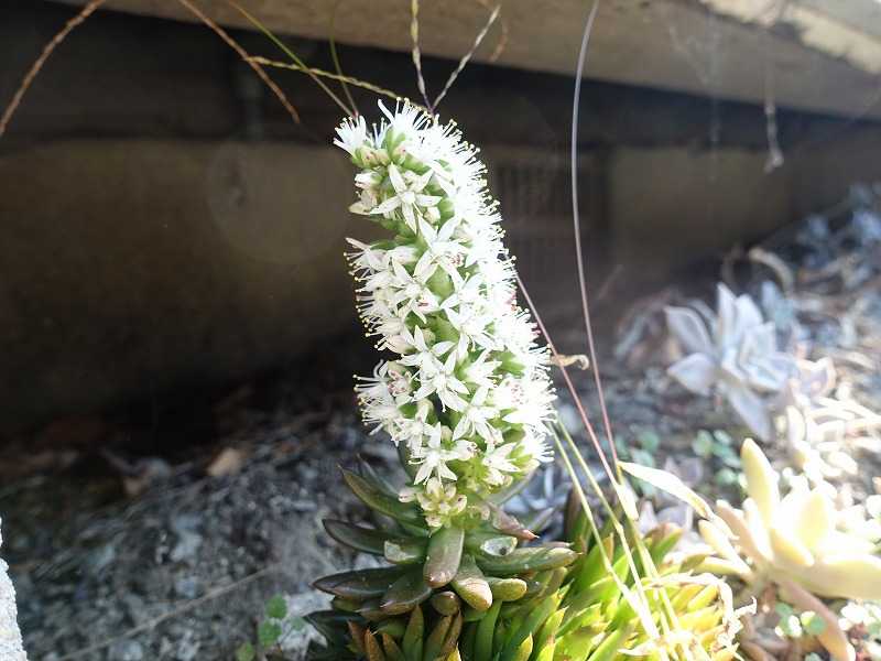 34ページ目の 今咲いている花 Gazengamaのブログ 散歩中に出合った花と趣味の陶芸作品 楽天ブログ