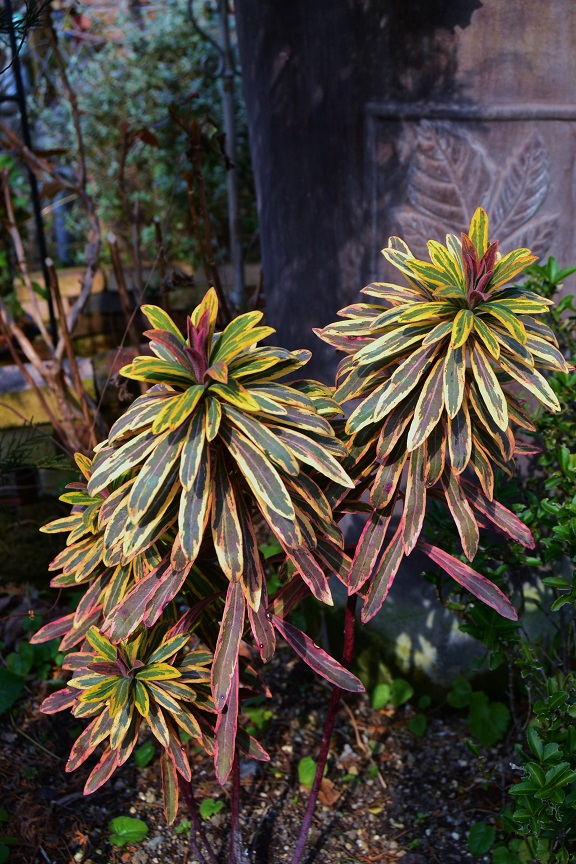 DSC_0083.JPG