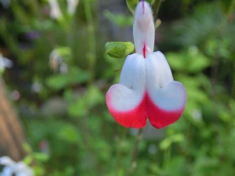 チェリーセージ