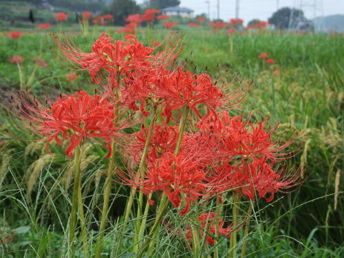 小出川の彼岸花