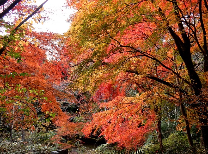 学習の森