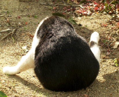 チャーリーのおしり