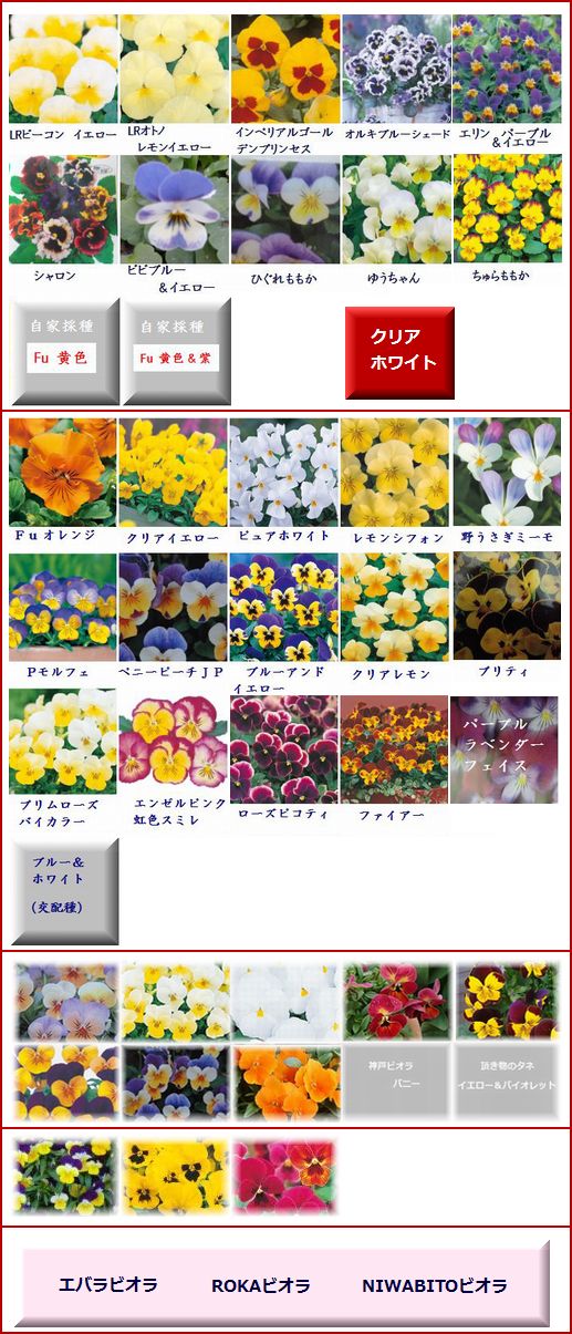 昨年、種まきしたビオラとパンジー